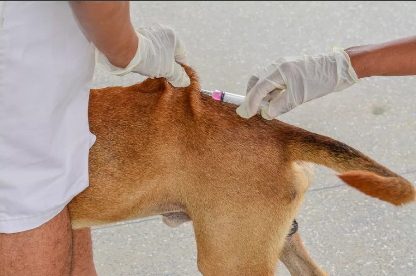 Prefeitura de Santa Helena inicia campanha de vacinação contra a raiva: a meta é vacinar mil animais